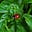 Mrs Ladybug's avatar