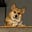 Kilo the Corgi's avatar