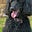 Bogart H Poodle's avatar