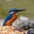 BigKingFisher's avatar
