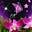curious butterfly's avatar