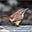 Carolina Wren's avatar