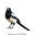 magpie's avatar