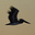 Steve R.'s avatar