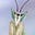 MottledMantis's avatar