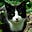 Kat_Tales's avatar