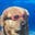 Justin DiRaddo's avatar