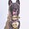 Dog's avatar