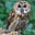 AUBarnOwl's avatar