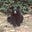 Rhodowood's avatar