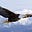 American Wings's avatar