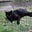 MS Catty's avatar
