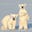 Twobears's avatar