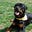 Axel_pup's avatar