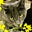 Kitter's avatar