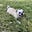 Pugger Bugs's avatar