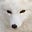 A Fox's avatar
