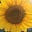 Sunflower's avatar