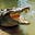 Crocodile's avatar