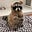 Raccoon Nation's avatar