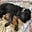 Dog On The Internet's avatar