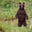 Billionair Bear's avatar