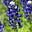 Meems For Freedom's avatar