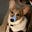 crazicorgi's avatar