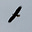 rferrisx's avatar