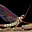 mayfly's avatar