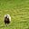 Woolly Minded's avatar