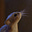 Robert Hildebrandt's avatar