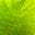 Shareen Fors's avatar