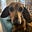 Undisclosed Dachshund's avatar
