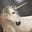 nim's avatar