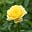 Basanti Rose's avatar