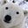 Kiyosaki Bear's avatar