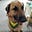 FourDawgMom's avatar