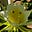 cicada's avatar