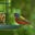 Bird Nerd In Jax's avatar