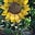 Northeastern Gardening News's avatar