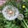 sustainablemum's avatar