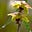 Violet Helleborine's avatar