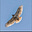 Guthrie's avatar