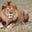 Lion Country's avatar