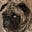 Pug Patriot's avatar