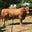 Mississippi_Cowboy's avatar