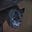 Avatar de Laurence  PERCEVAL
