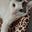 Cwazykitty's avatar