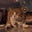 Space Cat's avatar